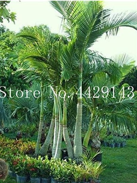 JMS 10 Pcs Mix Colors Japan Bottle Palm Tree Bonsai Exotic Plants Bonsai Tree Tropical Ornamental Ba