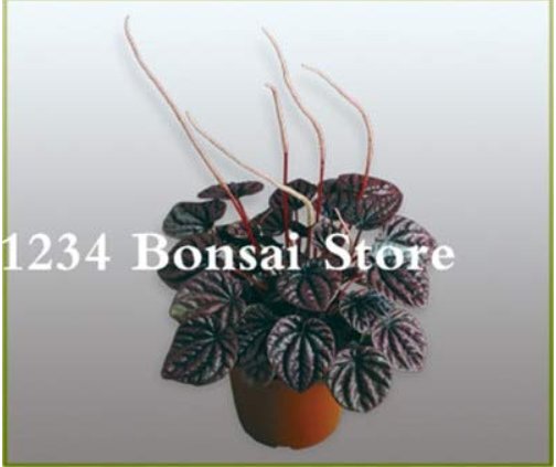 JMS 100 Pcs Succulent Seedlings Rare Chinese Peperomia Tetraphylla Bonsai Variety Bonsai Tree Garden