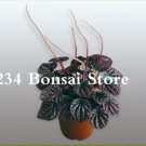 JMS 100 Pcs Succulent Seedlings Rare Chinese Peperomia Tetraphylla Bonsai Variety Bonsai Tree Garden