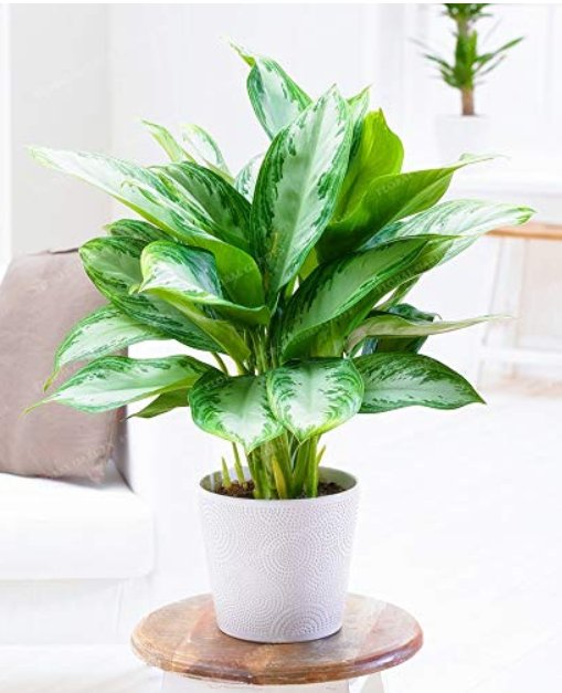 JMS 100Pcs Aglaonema Spp Sansevieria Bonsai Indoor Plants Radiation Protection Bonsai Home Garden