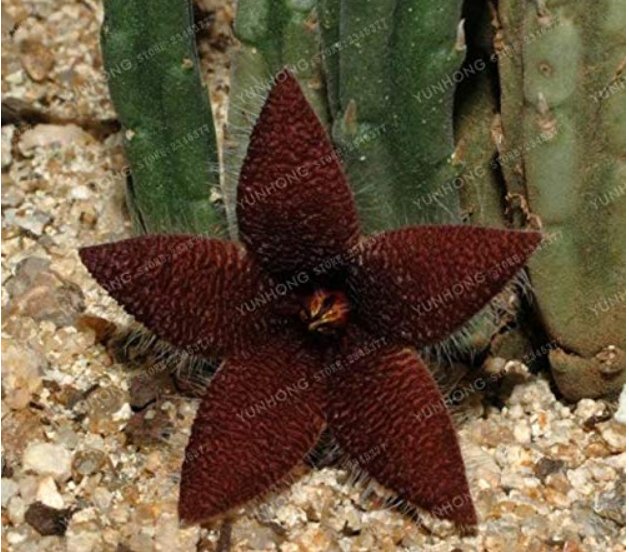 JMS Stapelia Pulchella Bonsai Lithops Mix Succulents Raw Stone Cactus Plant Rare For Home Garden Flo