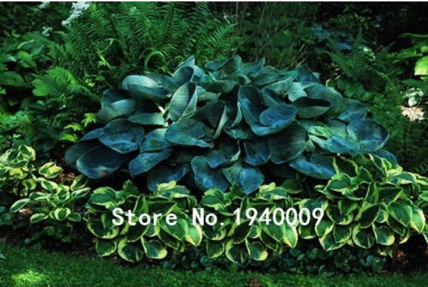 JMS 100Pcs Hosta Plants,Hosta 'Whirl Wind', Hosta Flower,Flowers Seedling Outdoor,Diy Ornamental Pla