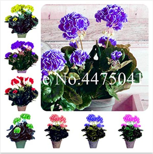 JMS 100 Pcs Geranium Bonsai,Perennial Fleur Graine Geranium Flowers,Pelargonium Peltatum Indoor Dwar