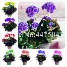 JMS 100 Pcs Geranium Bonsai,Perennial Fleur Graine Geranium Flowers,Pelargonium Peltatum Indoor Dwar