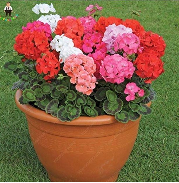 JMS 50Pcs Geranium Pelargonium Potted Bonsai Flower Perennial Indoor Or Outdoor For Home Garden Jard