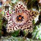 JMS Exotic Rare Cactus Bonsai Stapelia Pulchella Bonsai Lithops Mix Succulents For Home Garden Flowe