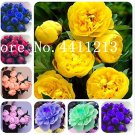 JMS 10 Pcs Peony Flower Bonsai Garden And Potted Plants Paeonia Suffruticosa Tree, Peony Root Flower