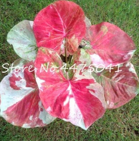 JMS 100 Pcs Colorful Thailand Caladium Flower Bonsai, Burnt Rose Elephant Ear Beautiful Bonsai Flowe