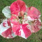JMS 100 Pcs Colorful Thailand Caladium Flower Bonsai, Burnt Rose Elephant Ear Beautiful Bonsai Flowe