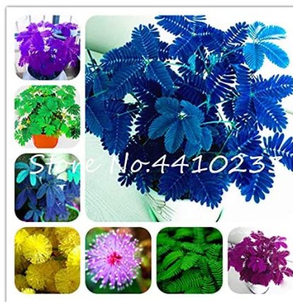 JMS 100Pcs Colorful Mimosa Seeds Mixed 8 Colors Flowers