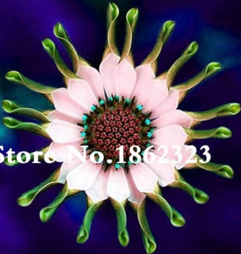 JMS New Year Gift! 100 Pcs African Blue Eyed Daisy Flower Bonsai Osteospermum Flower Bonsai Balcony 
