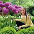 JMS 200 Pcs/Bag Purple Giant Allium Giganteum, Perennial Flower Bonsai Garden Plant The Budding Rate