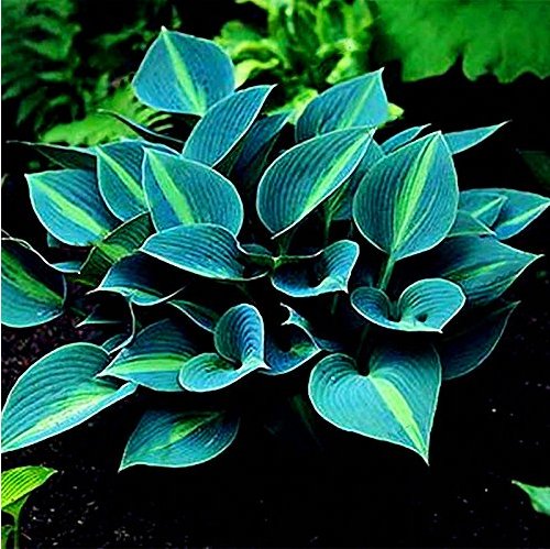 JMS Hot Selling Gimax 150Pcs/Pack Hosta Flower Seeds Garden Perennials Ornamental Lily Shade Hosta P