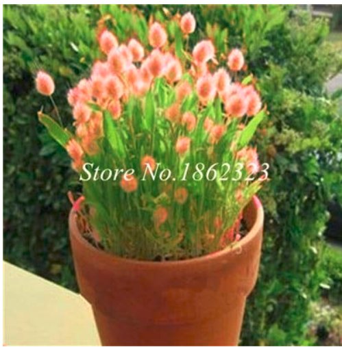 JMS Ovatus Grass Seed Bunny Tails Grass Tropical Ornamental Plants Seed Flower Seed Decorate Home Ga