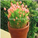 JMS Ovatus Grass Seed Bunny Tails Grass Tropical Ornamental Plants Seed Flower Seed Decorate Home Ga