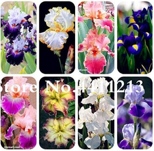 JMS 100Pcs Iris Tectorum Seeds Mixed 9 Colors