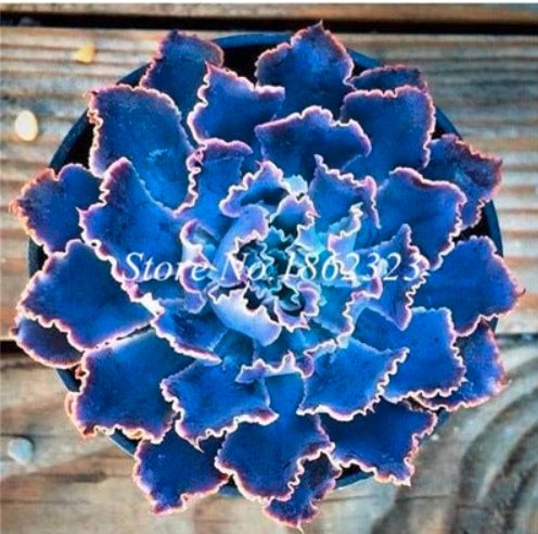 JMS 100 Pcs Succulent Bonsai Mix Organic Ornamental Plant Flower Bonsai Imported China Unusual Succu