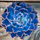JMS 100 Pcs Succulent Bonsai Mix Organic Ornamental Plant Flower Bonsai Imported China Unusual Succu