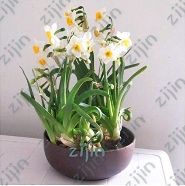 JMS 100Pcs Seed Narcissus,Potted White Daffodil Flower Perennial Indoor Garden Plant Flores Narciso 