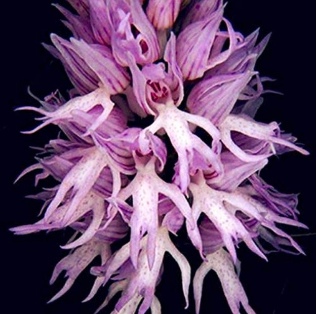 JMS Orchis Italica Bonsai 100Pcs Pyramid Monkey Orchid Italian Man Orchid Home Garden Bonsai Balcony