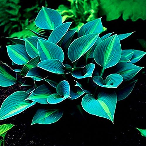 JMS Hot Selling Gimax 150Pcs/Pack Hosta Flower Seeds Garden Perennials Ornamental Lily Shade Hosta P