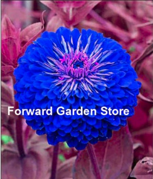 JMS Mixed Zinnia Bonsai Pretty Pastel Colors Perennial Bonsai For Home Garden Charming Chinese Flowe