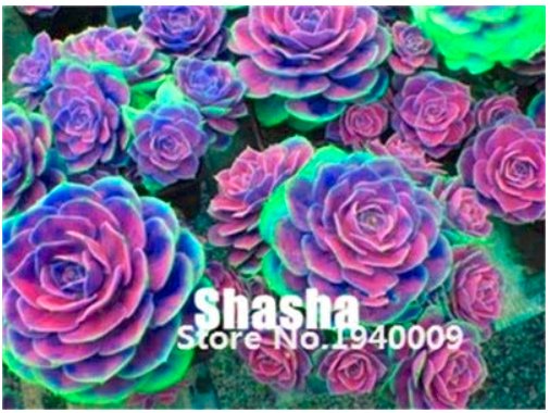 JMS 200 Pcs/Bag Real Rare Succulent Bonsai Perennial Angiosperm Plants Flower Pot Pseudotruncatella 