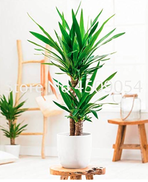 JMS 50 Pcs Yucca Bonsai Diy Potted Plants Indoor/Outdoor Pot Bonsai Germination Rate Of 95% New Whit