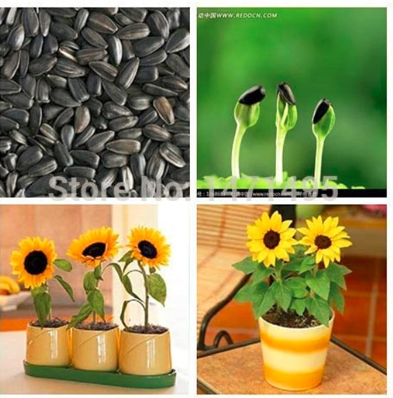 JMS 20 Dwarf Sunflower Bonsai Indoor & Outdoor Dwarf Mini Sunflower Bonsai Balcony Mini Plant