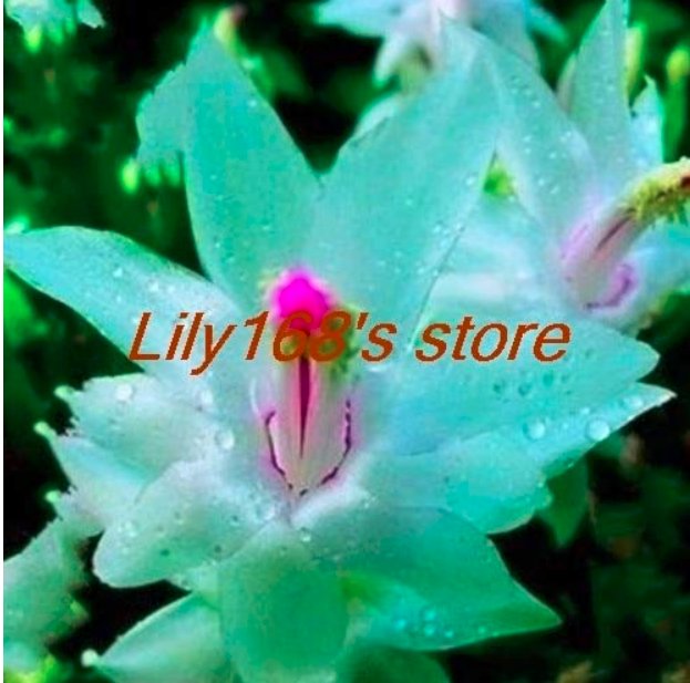 JMS 200 Pcs Schlumbergera Cactus Christmas Bonsai, Seed For Home And Garden, Zygocactus Truncatus Se