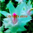 JMS 200 Pcs Schlumbergera Cactus Christmas Bonsai, Seed For Home And Garden, Zygocactus Truncatus Se