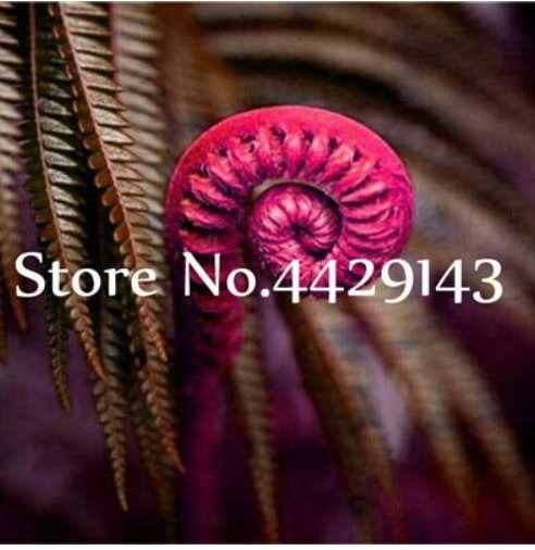 JMS 100 Pcs Garden Edible Fern Bonsai Rare Creeper Vines Grass Mixed Foliage Plants Bonsai Exotic Pl
