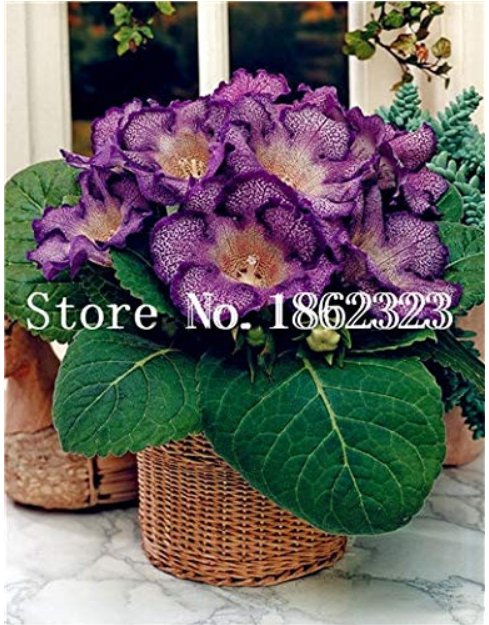 JMS 100 Pcs/Bag Gloxinia Plant, Seed Sinningia Gloxinia Bonsai, Charming Gloxinia Flower, Perennial 
