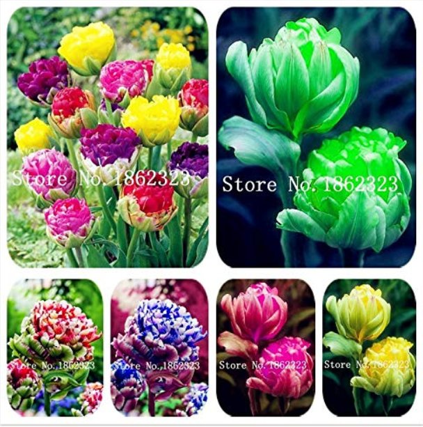 JMS 200Pcs Multifarious Tulip Flowers, Tulip Bonsai Of Perennial Garden Flowers (Not Tulip Bulb) Her