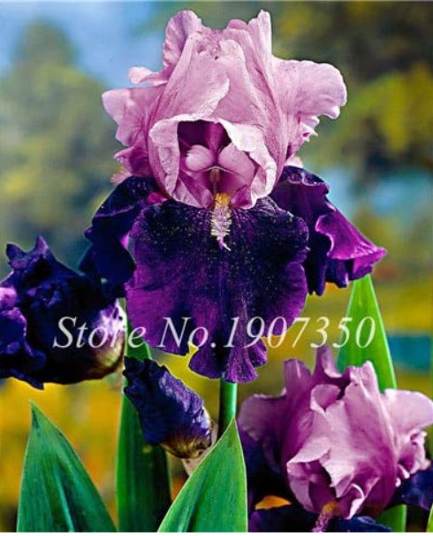 JMS 100 Pcs Bonsai Iris Flower Plants, Flores Para Jardim, Semenata Of Flowers Perennial, Bonsai Pla