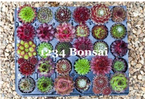 JMS 100 Pcs/Lot Rare Sempervivum Succulent Plants (Sempervivum Oubeni Makiginu) Bonsai Plant Succule