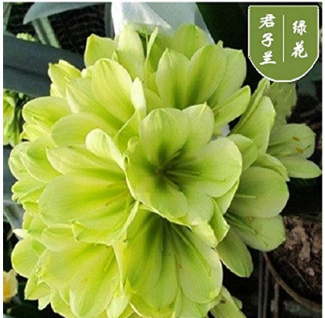 JMS 100 Pcs Clivia Miniata Plant Gorgeous Bonsai Rare Bush Lily Flower Bonsai Diy Home Garden With H