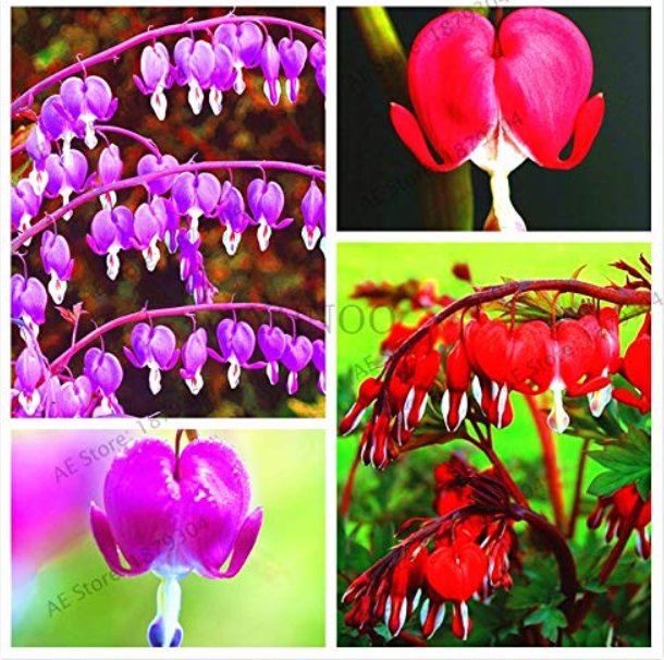 JMS 100Pcs,Dicentra Spectabilis Bonsai,Bleeding Heart Classic Cottage Garden Plant,Heart-Shaped Flow