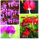 JMS 100Pcs,Dicentra Spectabilis Bonsai,Bleeding Heart Classic Cottage Garden Plant,Heart-Shaped Flow