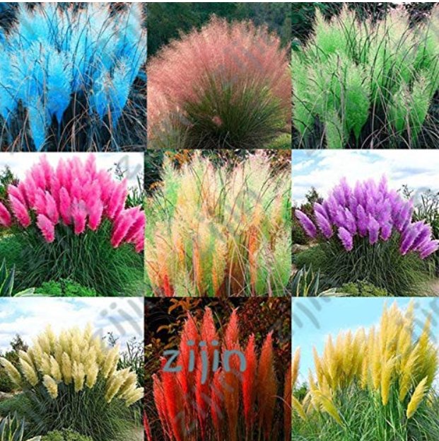 JMS 1000Pcs / Bag Colorful Pampas Grass Cortaderia Seed Are Very Beautiful Garden Plants Decorative 