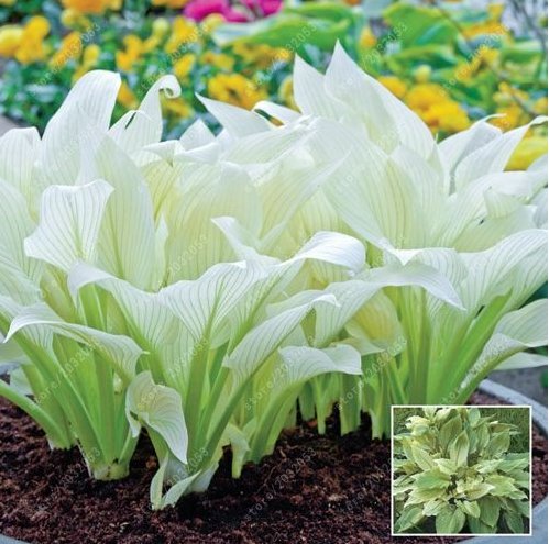 JMS 100 Pcs/Bag Hosta Plants, Hosta Seeds, Bonsai Flower Seeds Diy For Home Garden Plant Pot Perenni