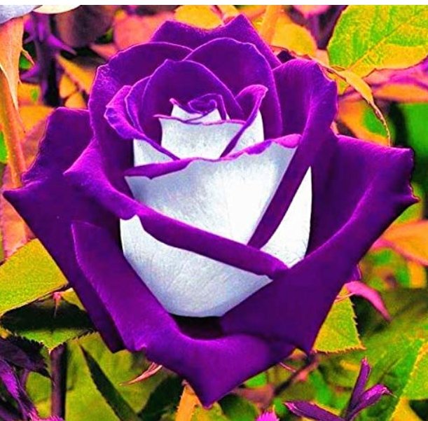 JMS Rose Bonsai Purple Rose With White Red Edge Bonsai Flower Bonsai Beautiful Rose Petals Plant Pot