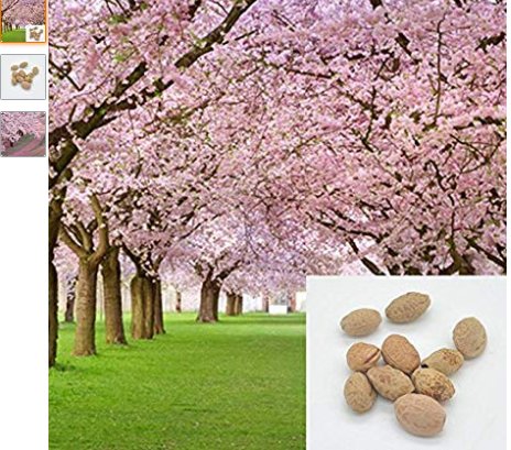 JMS 10 Pieces Sakura Seeds Diy Home Garden Bonsai Flower Seed Japanese Oriental Cherry Seed -Pier 27