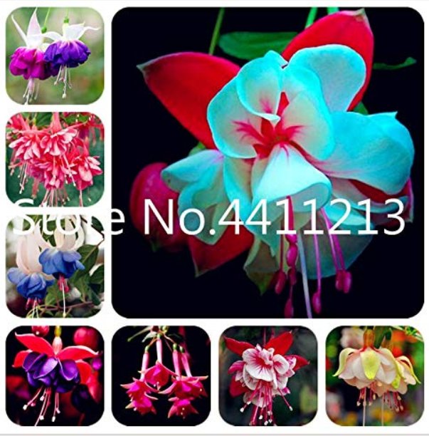 JMS 100 Pcs Japanese Fuchsia Bonsai Garden Balcony Bonsai Lanterns Flowers Spectabilis Potted Flower