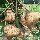 JMS 20 Pcs/Pack Pachyrhizus Seeds