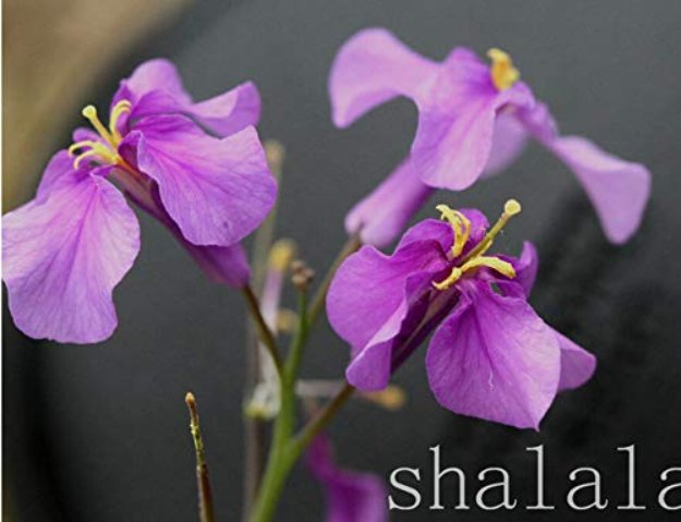 JMS 100 Pcs February Lan Seed Charming Color Flower Seed Plant Diy Orychophragmus Violaceus Seed For