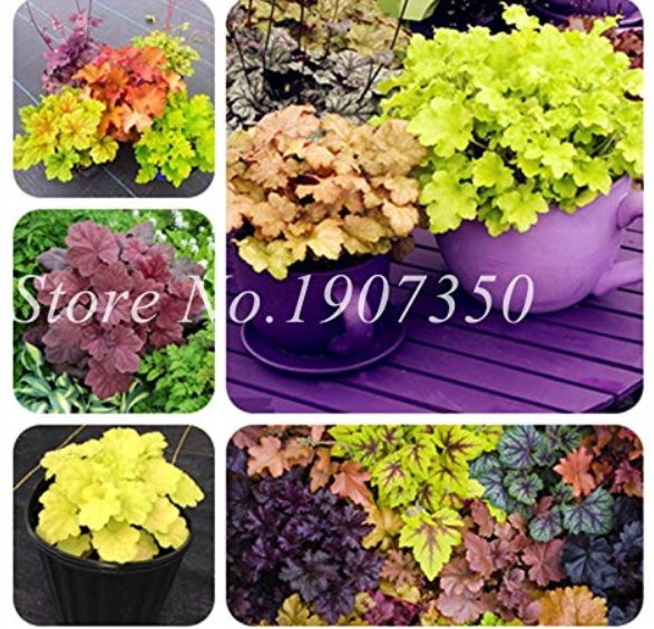 JMS 100 Pcs Rare Imported Bonsai Heuchera Bonsai, Coral Flower, Coral Bells (Coating) Bonsai Plant H