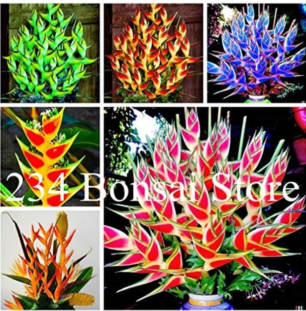 JMS 100 Pcs Heliconia Seed Perennial Angiosperm Plants Flower Succulent Purifying Air Potted Plants 