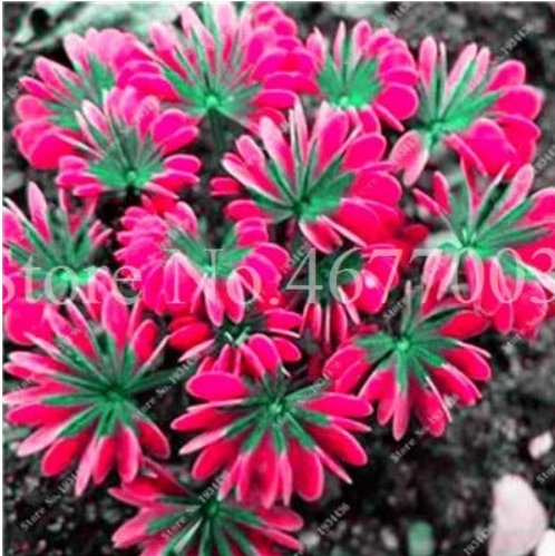 JMS Rare Mixed Oxalis Bonsai Flowers Rare Color Rotary Oxalis Versicolor For Home & Garden So Beauti