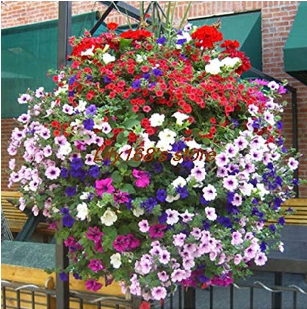 JMS Balcony Patio Flower Bonsai,Mixed Color Hanging Petunia Bonsai, 200 Pcs
